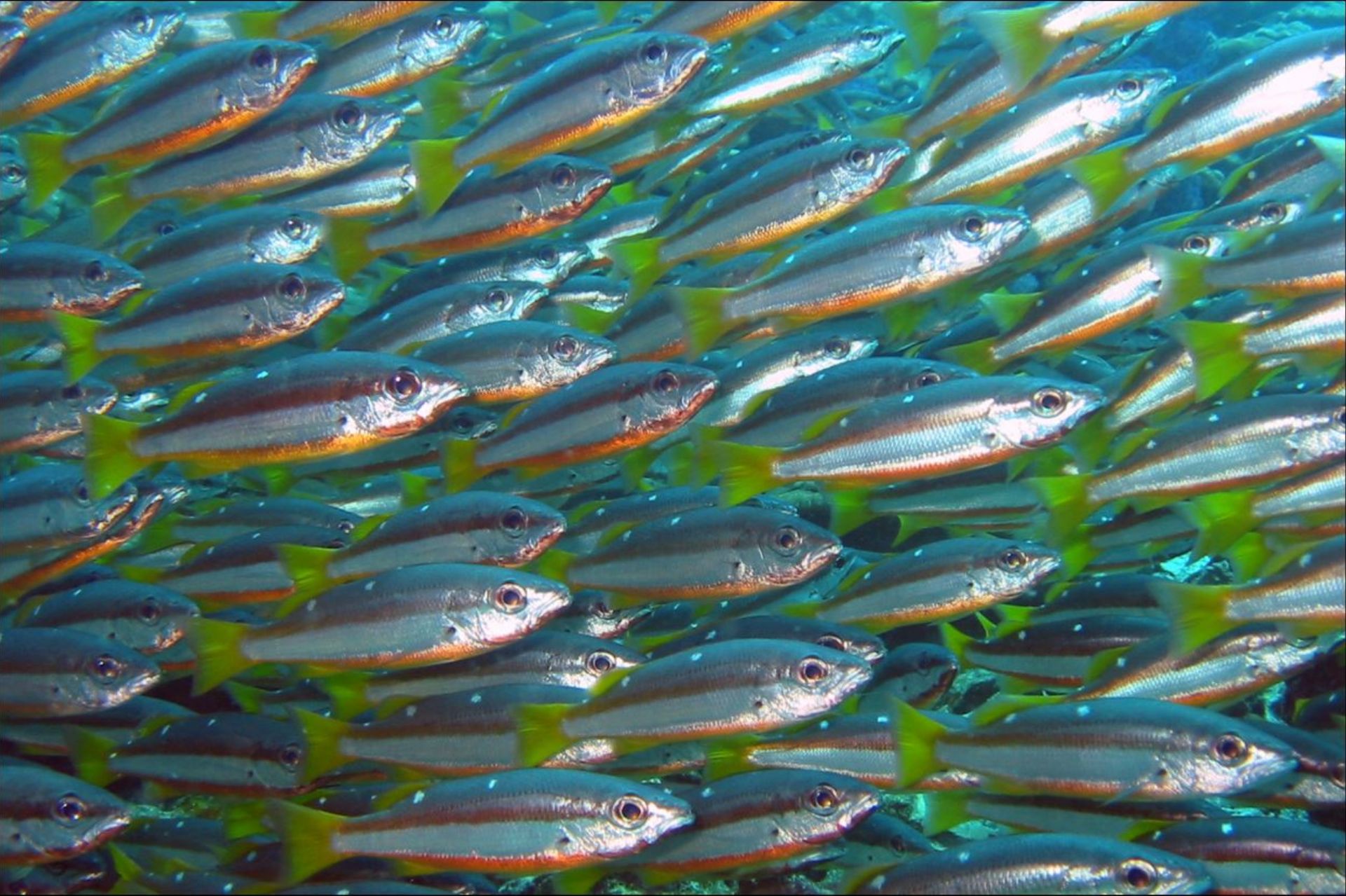 SEAFARER DIVERS | Diving day trip in Koh Similan Islands | Phuket day ...